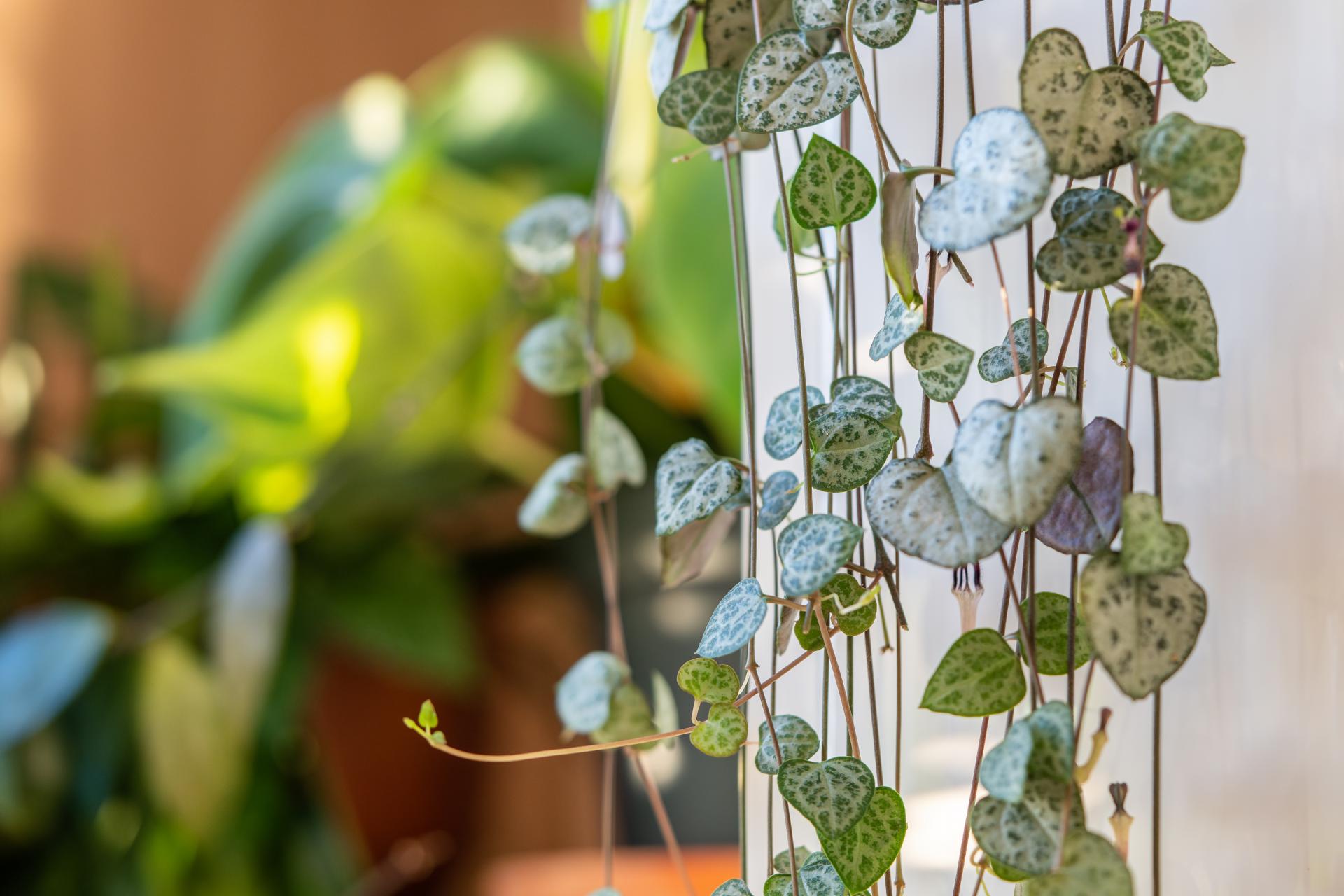 Svícník | Ceropegia woodii