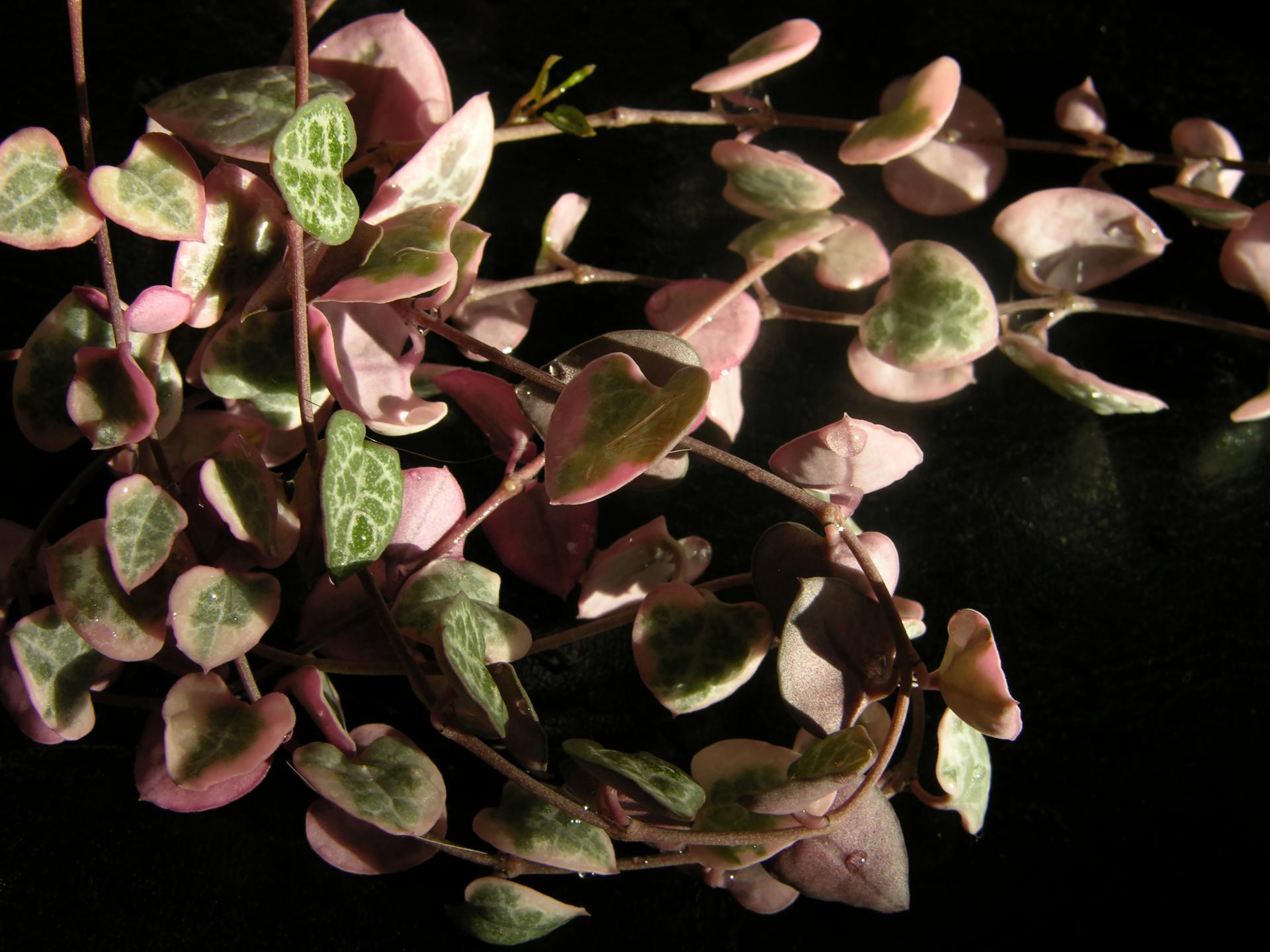 Svícník | Ceropegia woodii