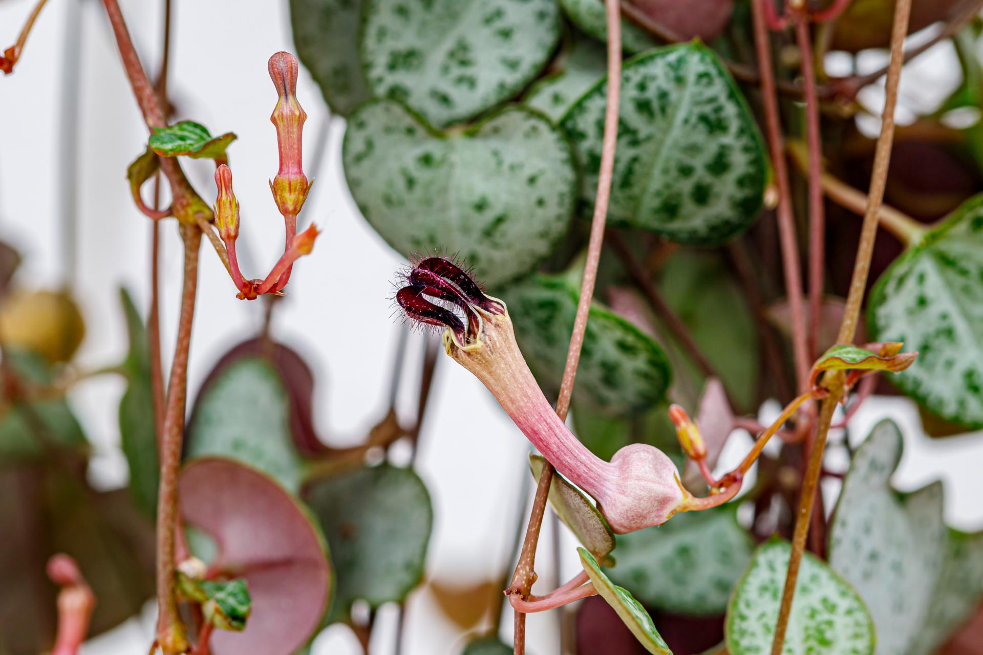 Svícník | Ceropegia woodii