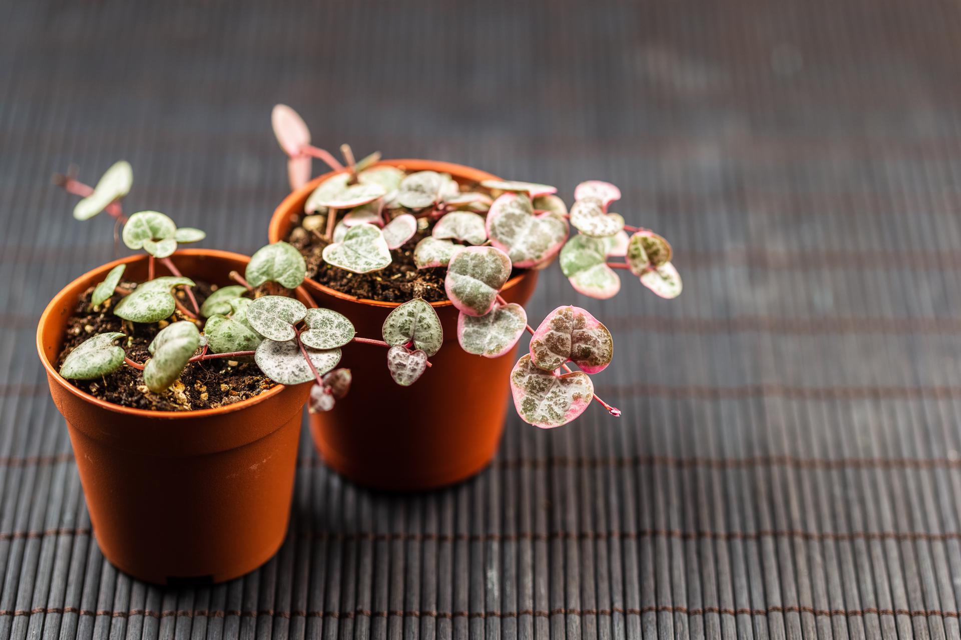Svícník | Ceropegia woodii