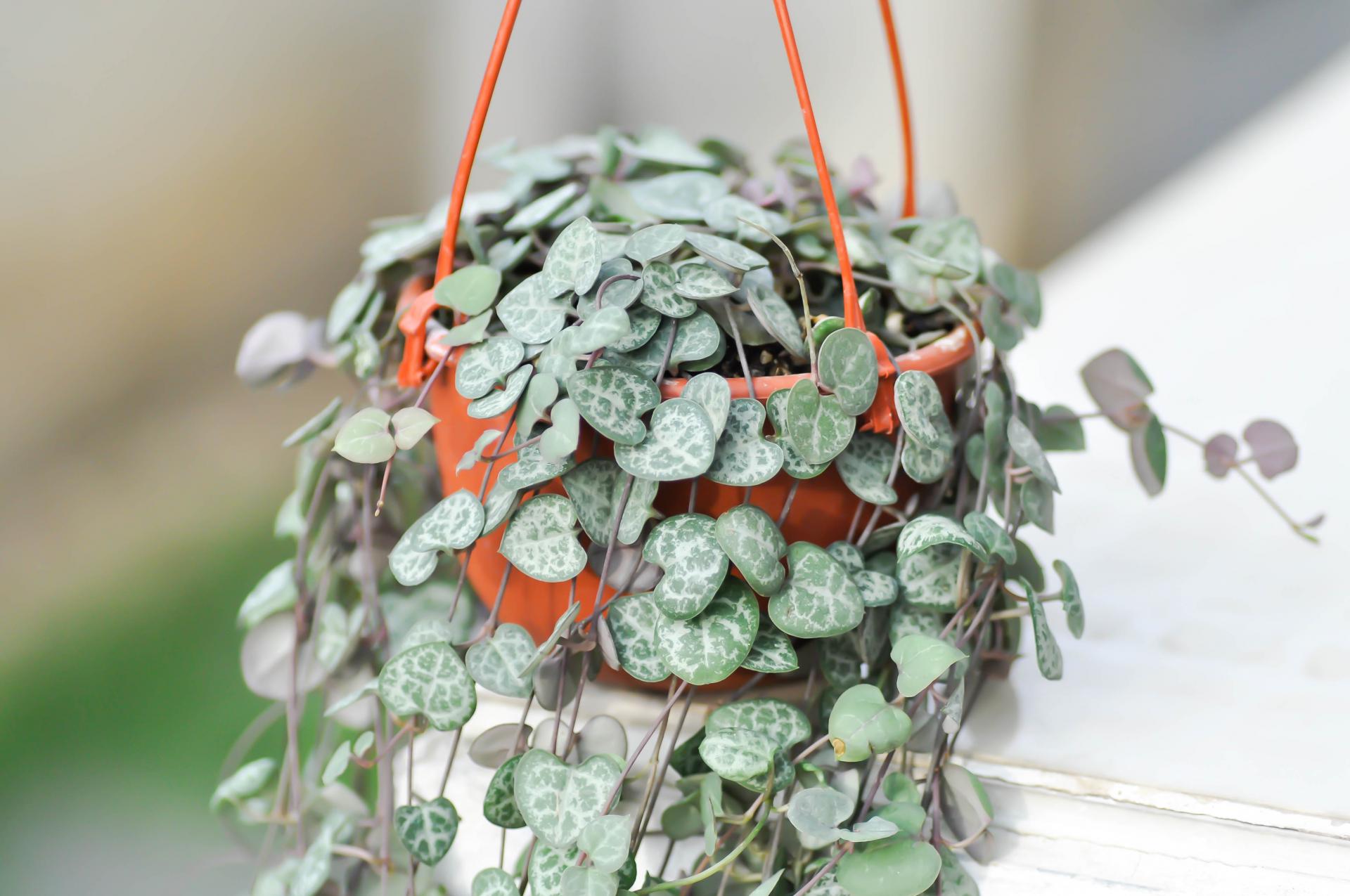 Svícník | Ceropegia woodii
