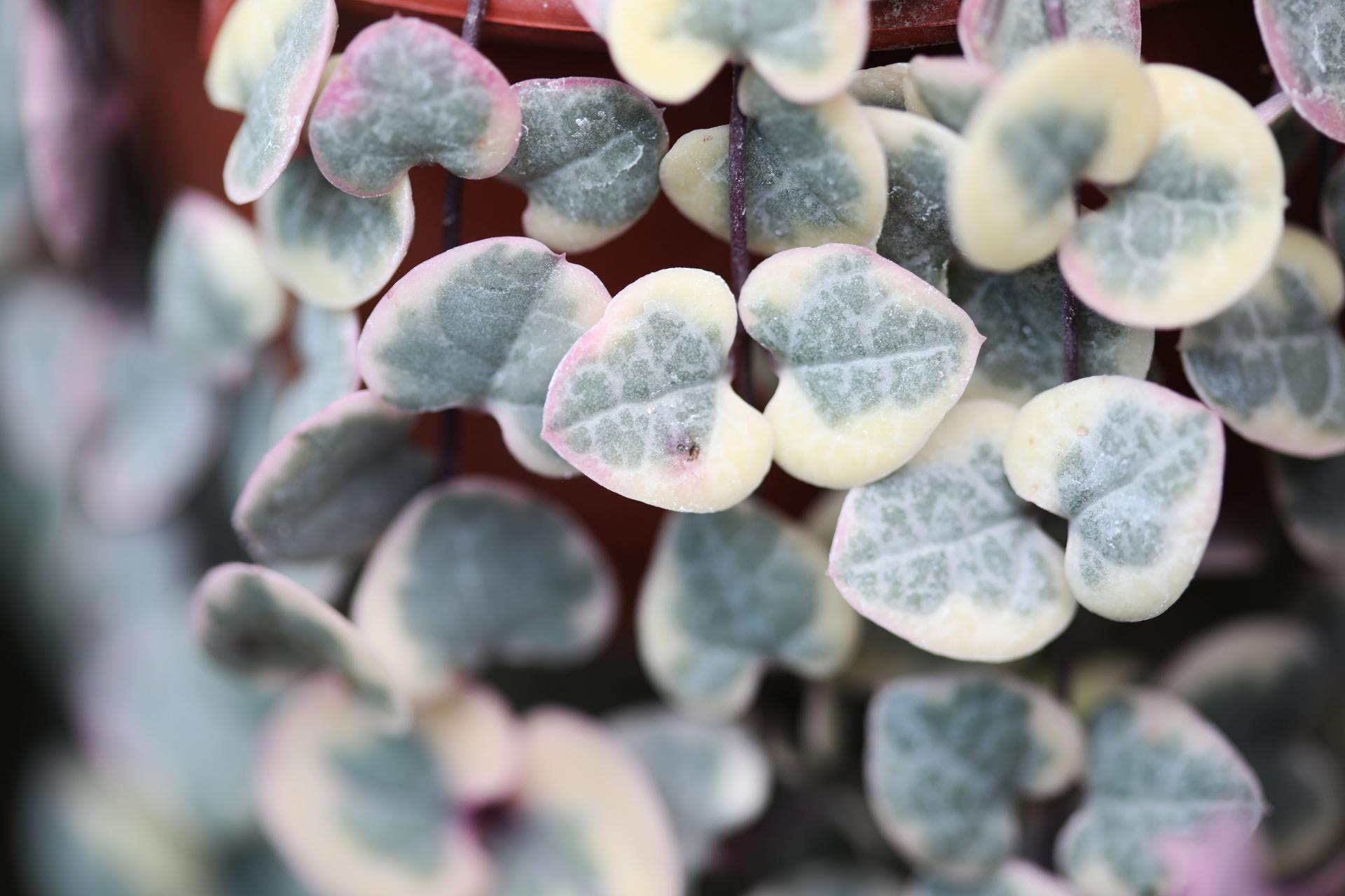 Svícník | Ceropegia woodii