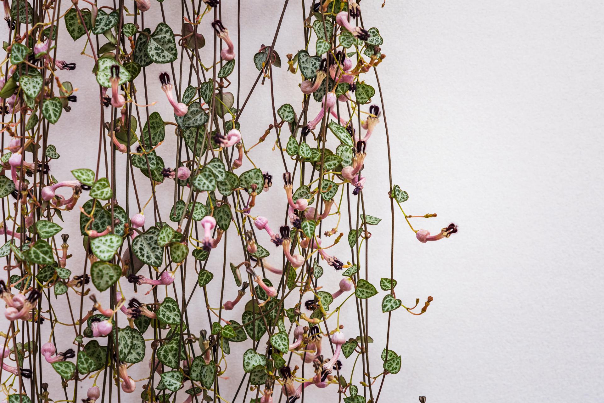 Svícník | Ceropegia woodii