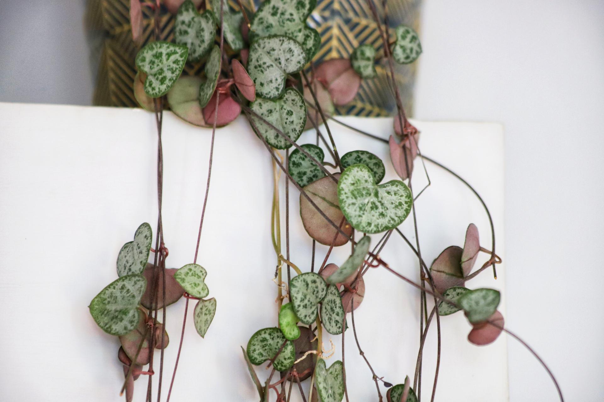 Svícník | Ceropegia woodii