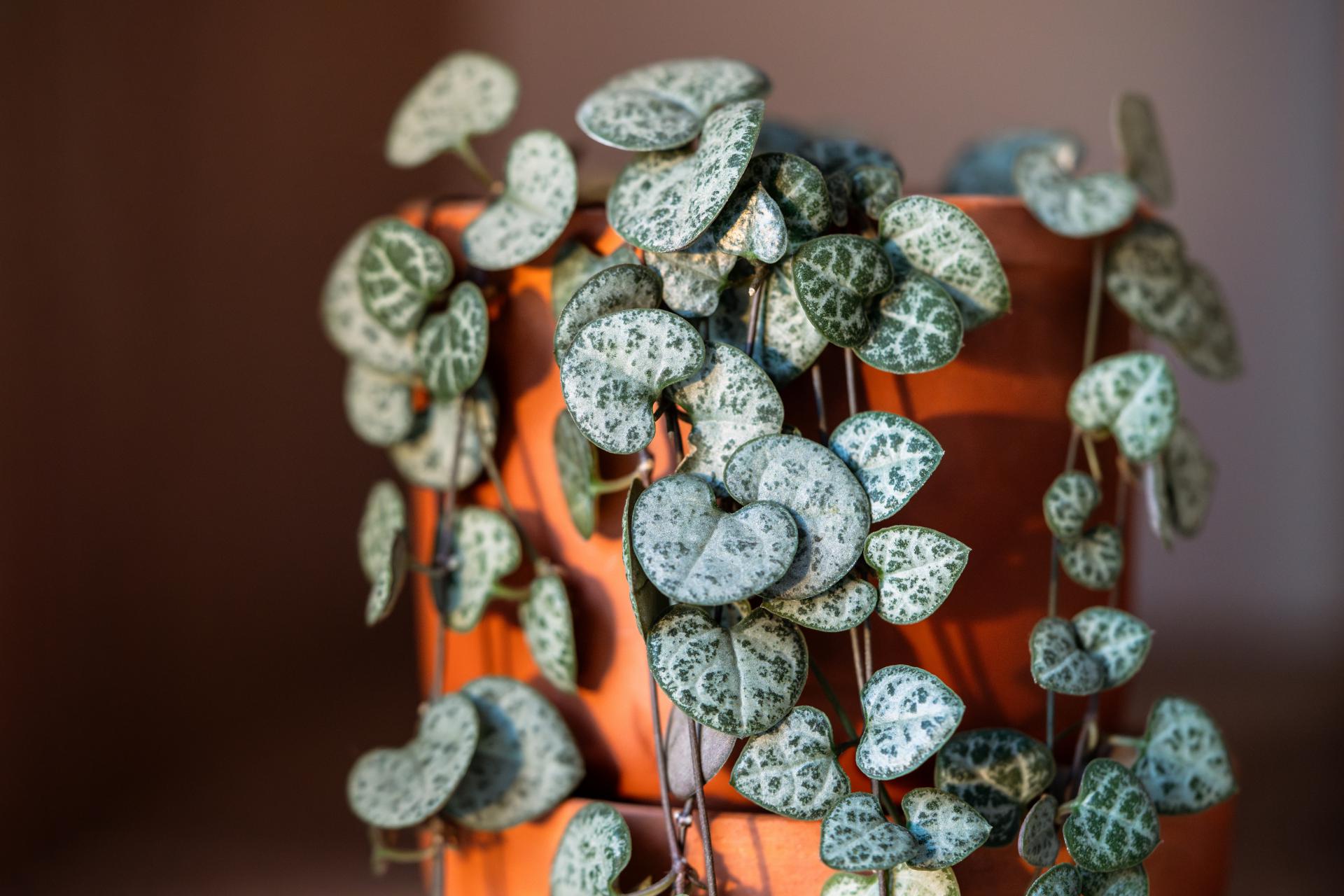 Svícník | Ceropegia woodii