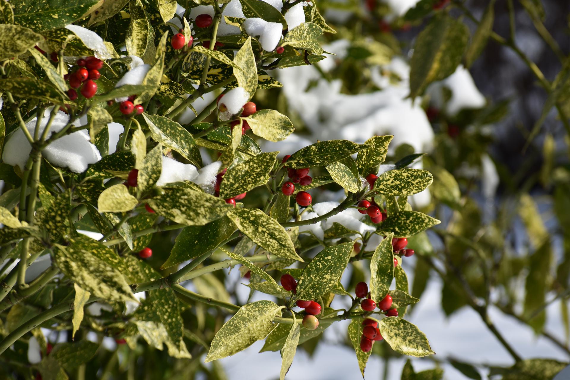Aukuba | Aucuba japonica