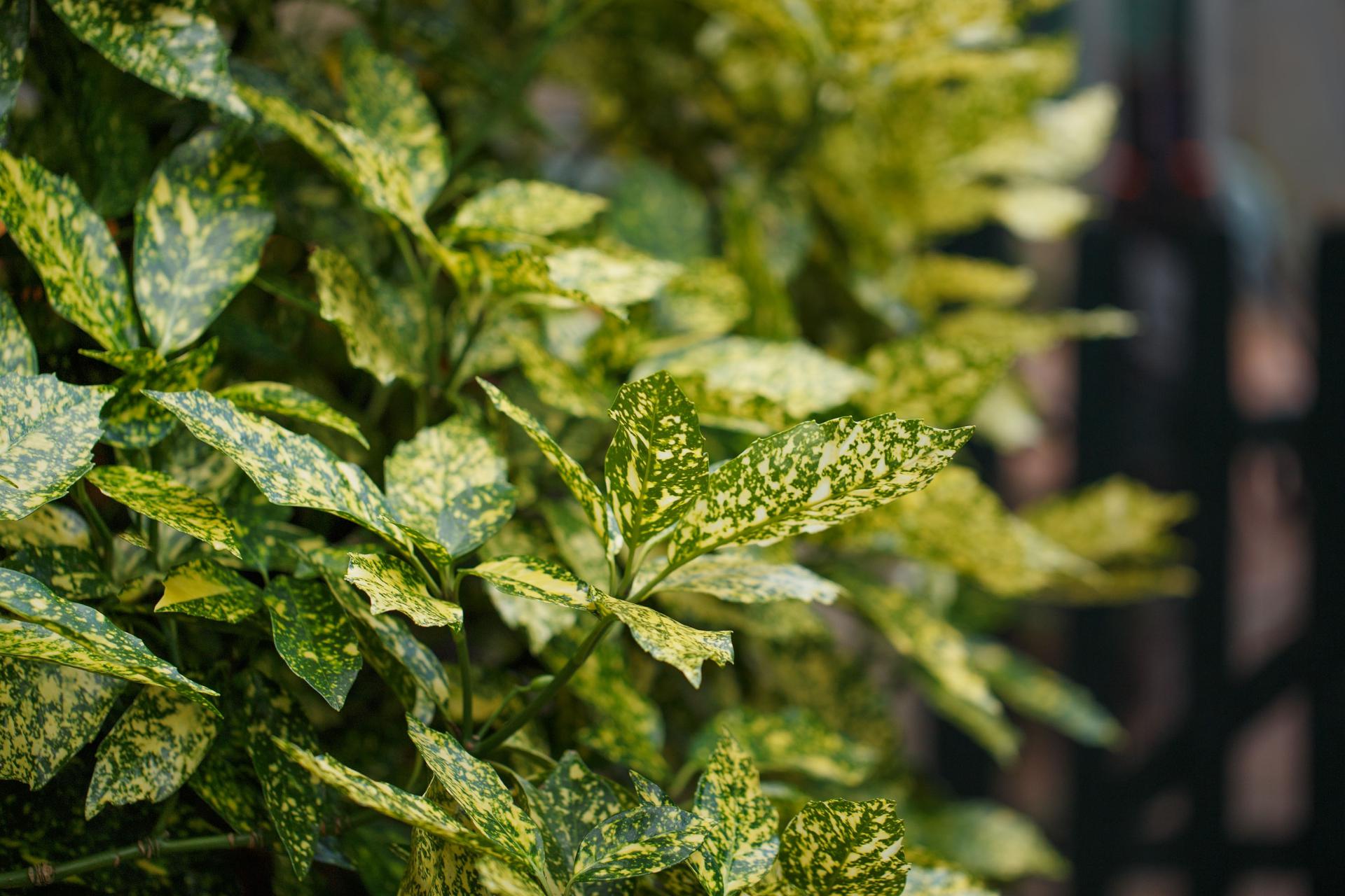 Aukuba | Aucuba japonica