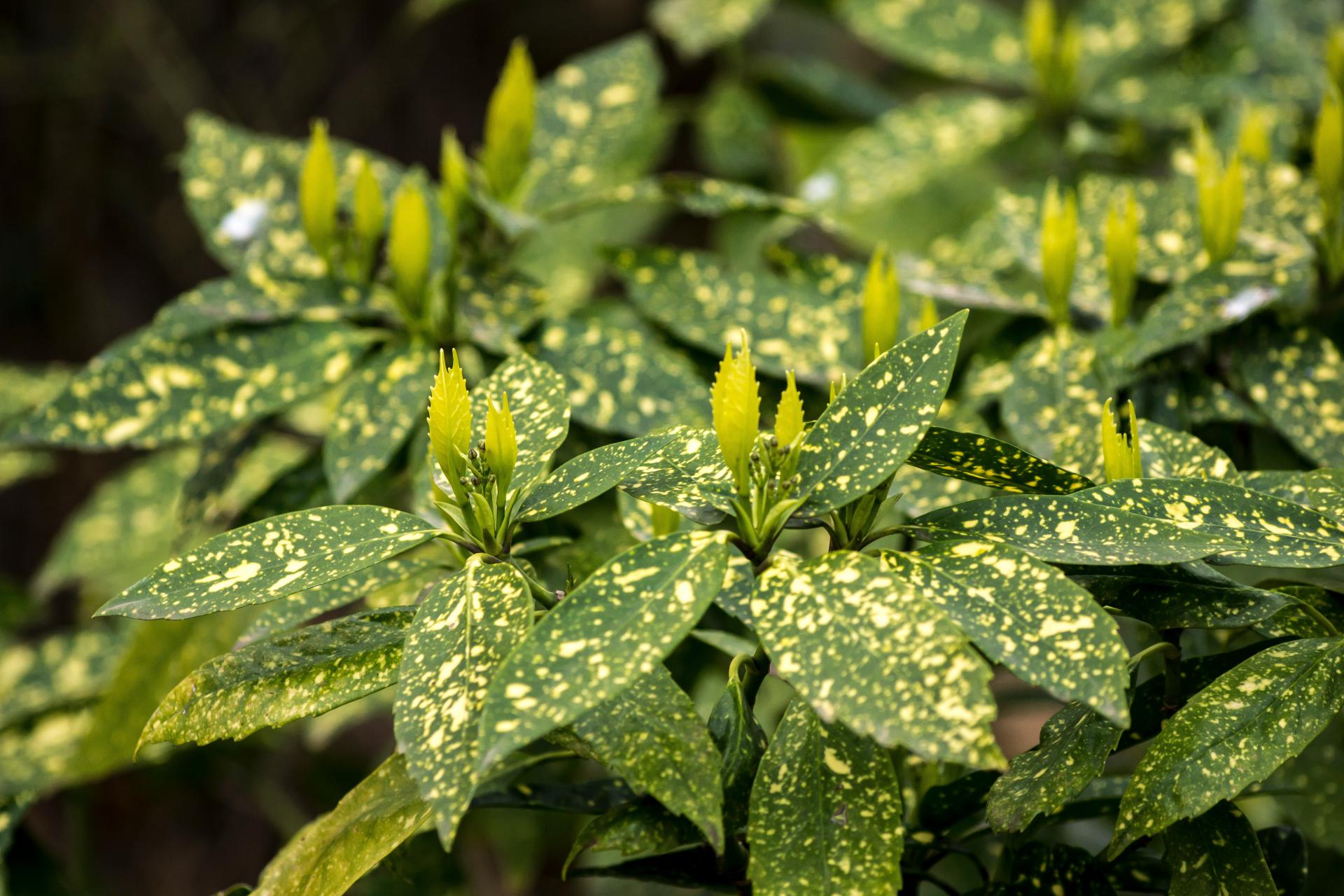Aukuba | Aucuba japonica