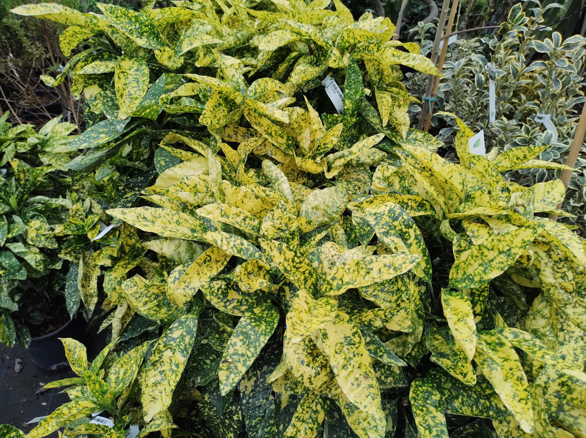 Aukuba | Aucuba japonica