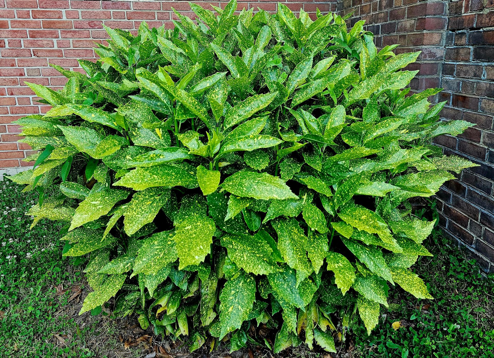 Aukuba | Aucuba japonica