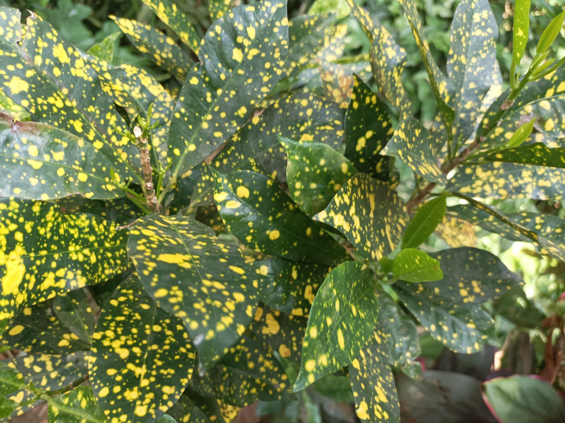 Aukuba | Aucuba japonica