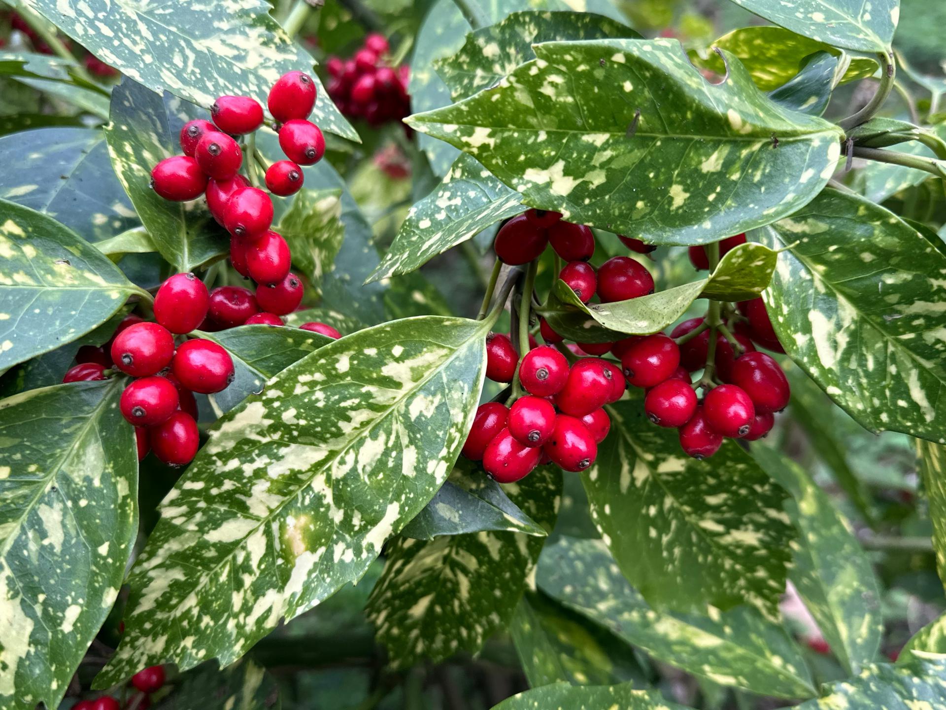 Aukuba | Aucuba japonica