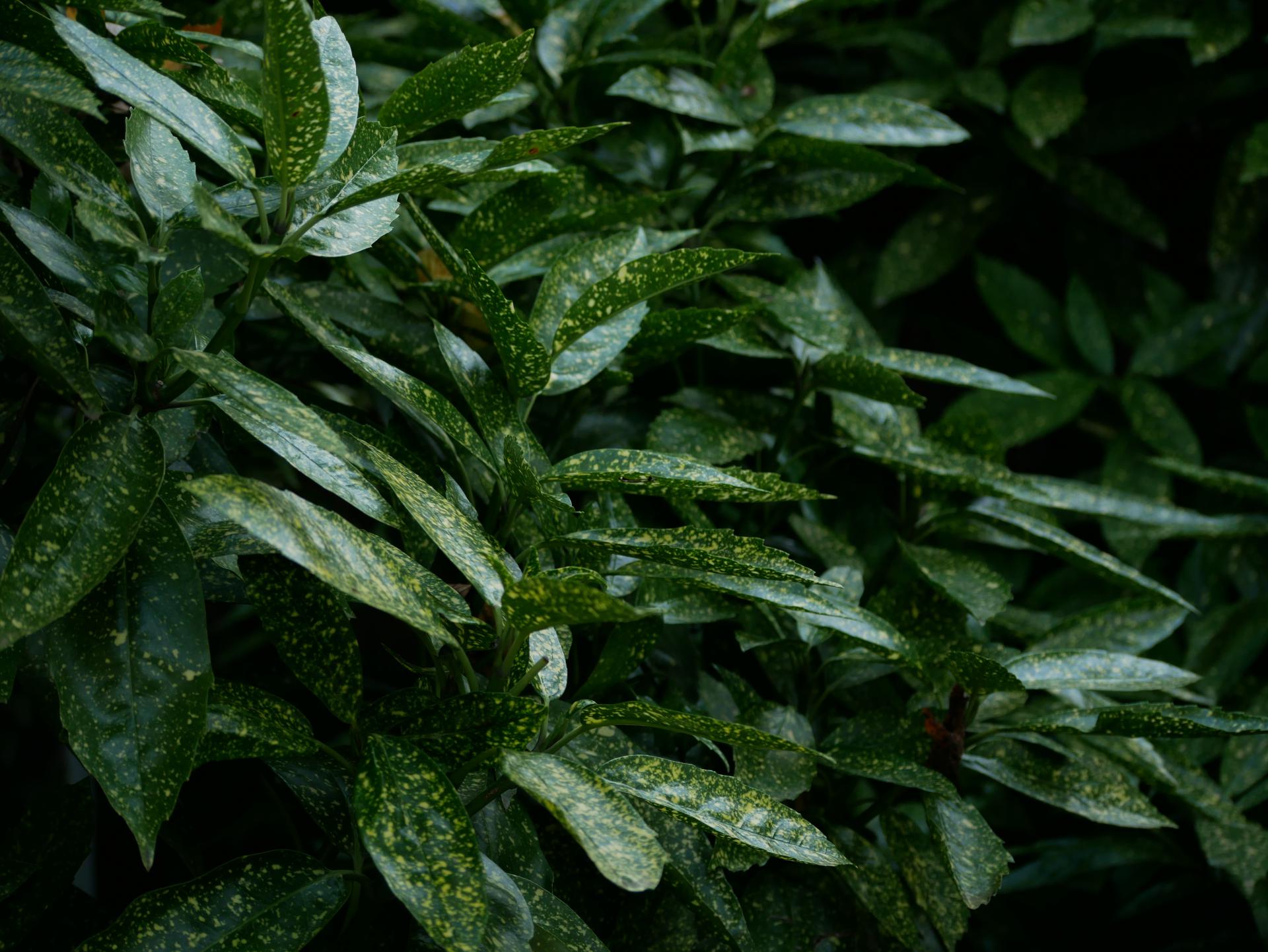 Aukuba | Aucuba japonica