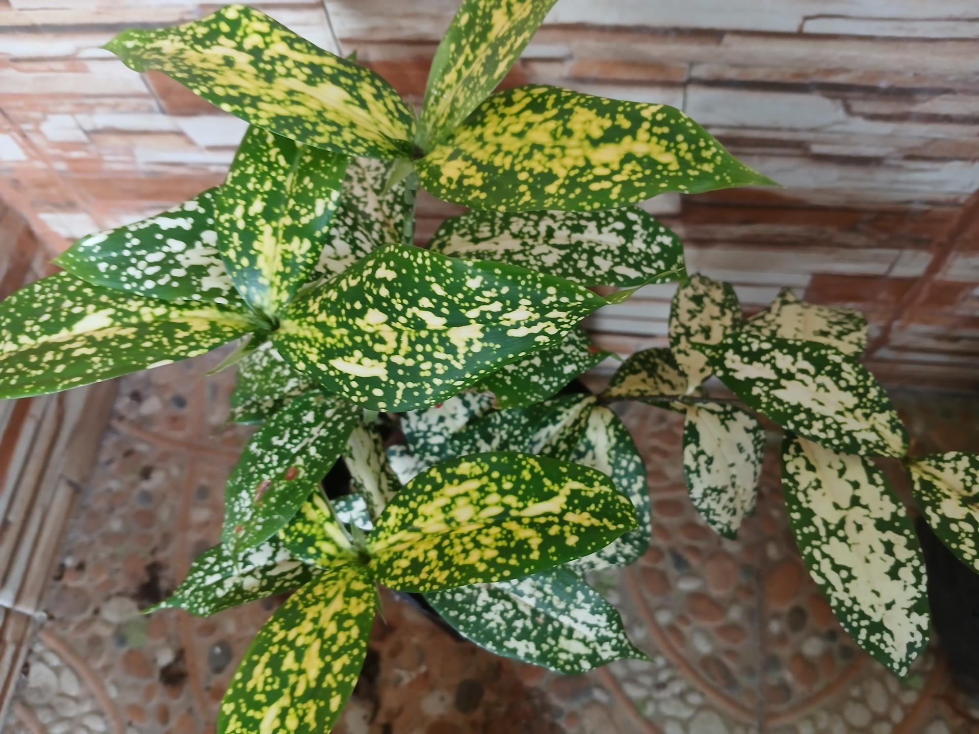 Aukuba | Aucuba japonica