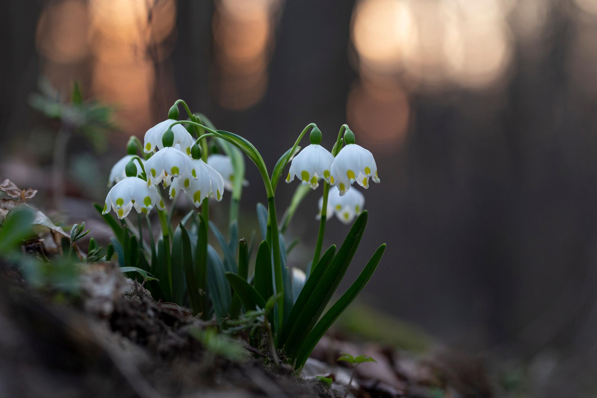 Bledule jarní | Leucojum