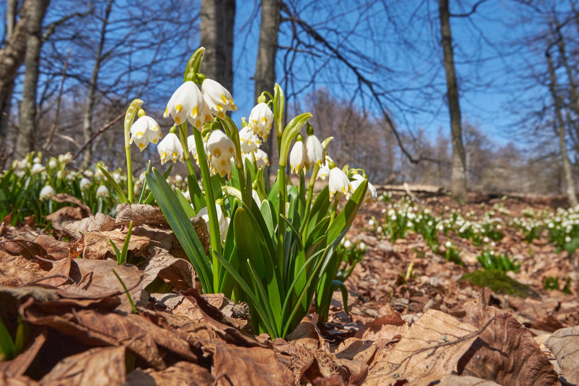 Bledule jarní | Leucojum