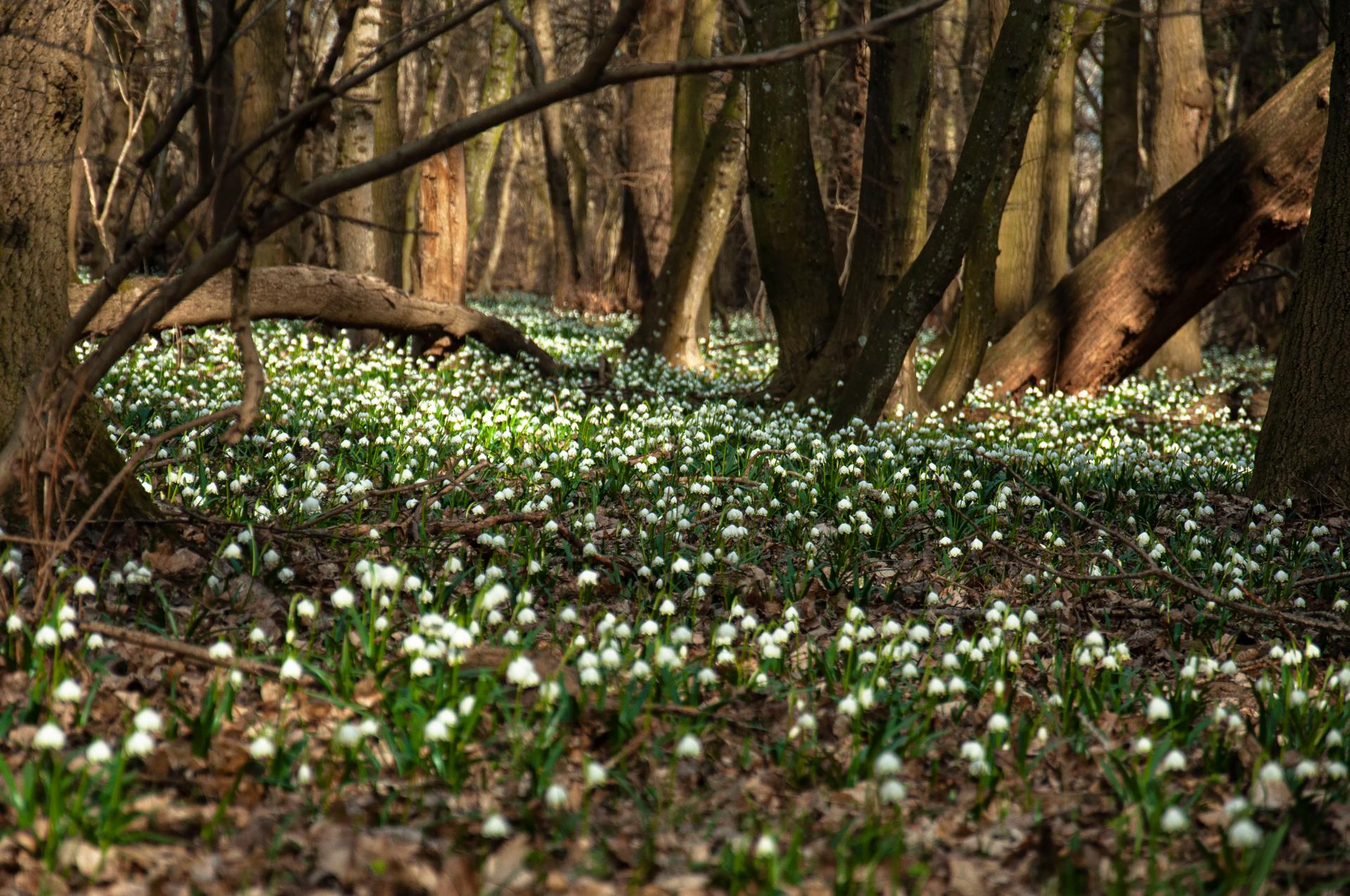 Bledule jarní | Leucojum