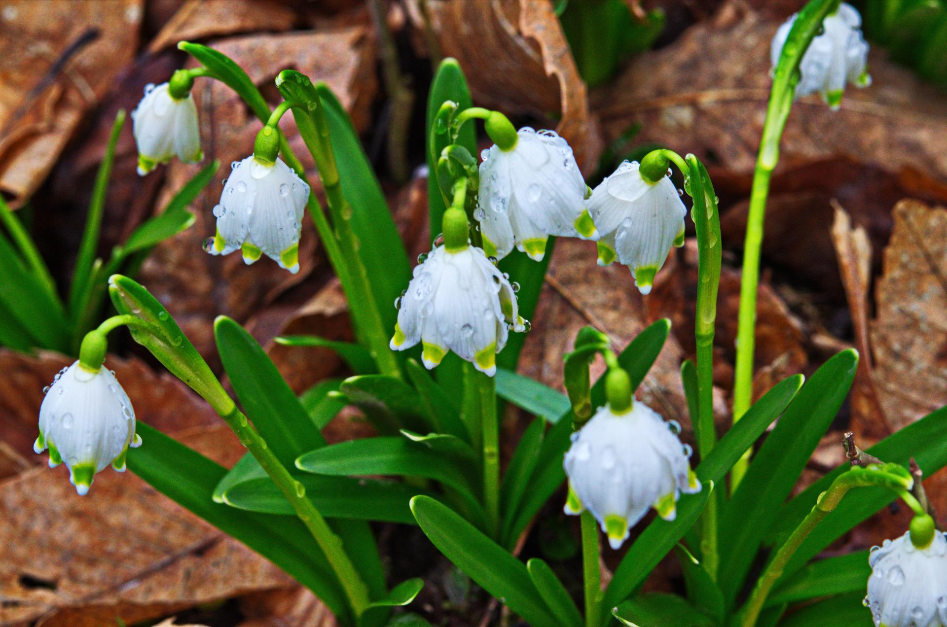 Bledule jarní | Leucojum