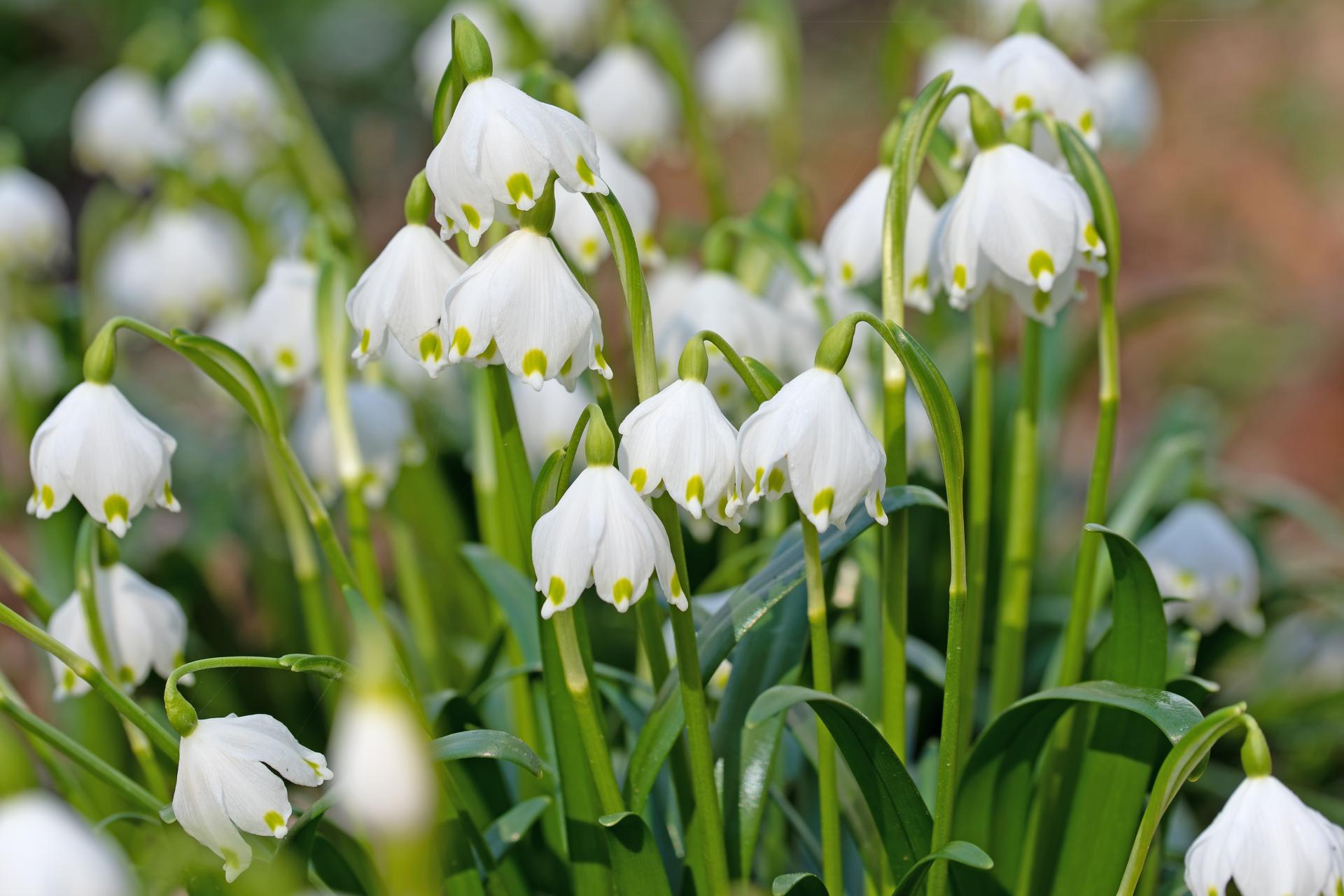 Bledule jarní | Leucojum
